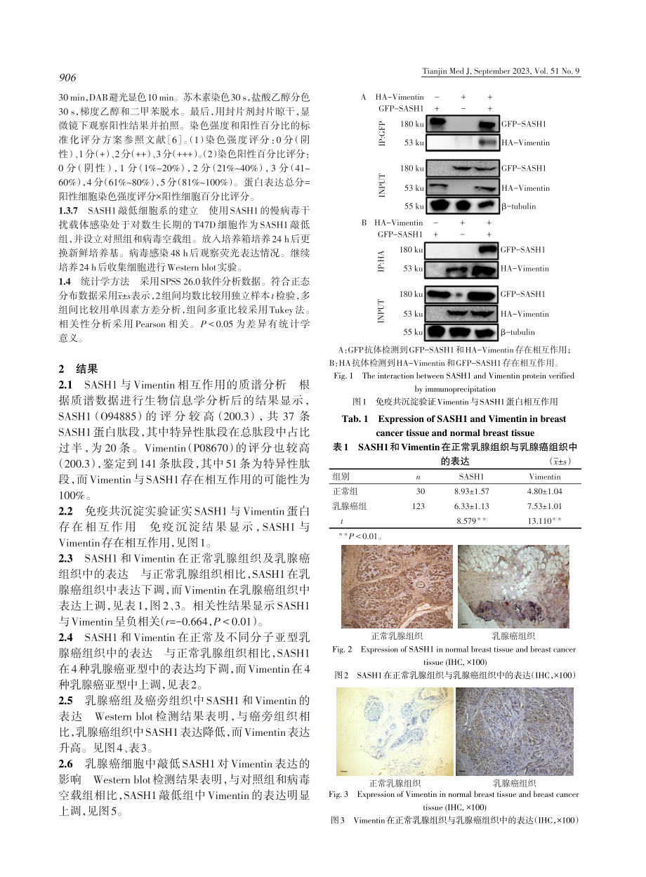 抑癌基因SASH1在乳腺癌中结合Vimentin并负性调节Vimentin的表达.pdf_第3页